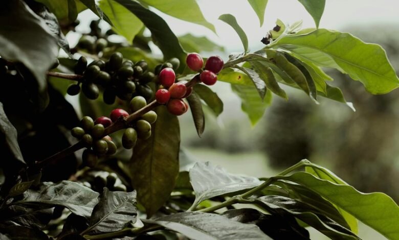 indian grow coffee blend