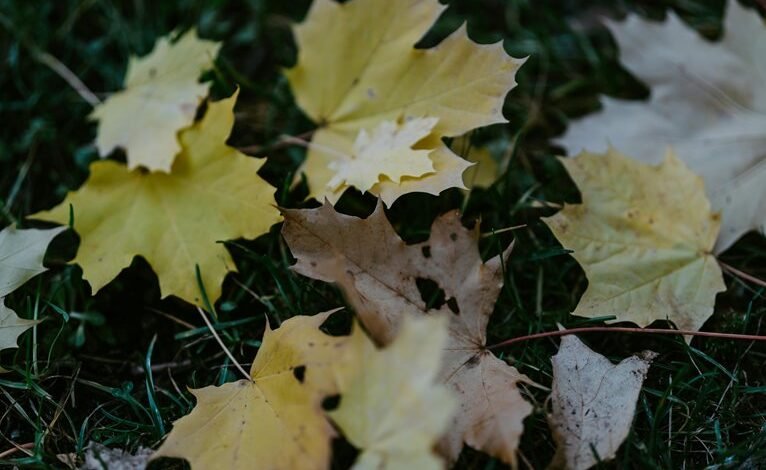 mario lopez legal case